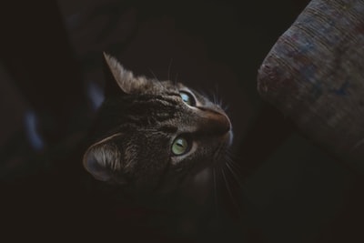 黑底褐斑猫